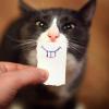 PIcs Gifs Video, photo, work-- fav app browser etc.? good bad ugly apropos SHORT - last post by PerspectiveObjective